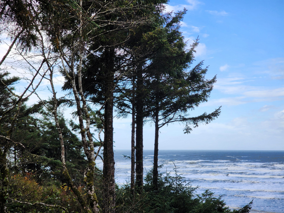 3 for 2 | Where the Forest Meets the Sea